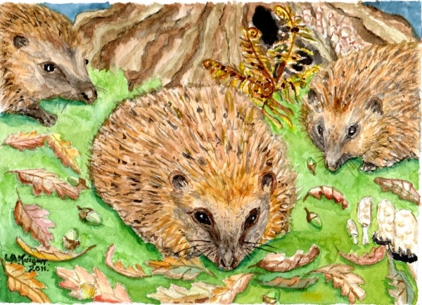 hedgehogs three